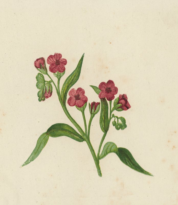 Hound's-Dil, Cynoglossum Officinale (renkli litho) by English School