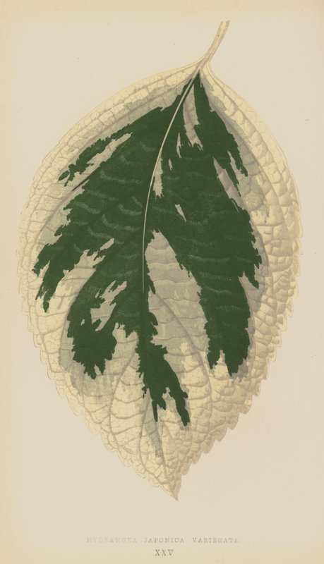 Ortanca Japonica Variegata by English School