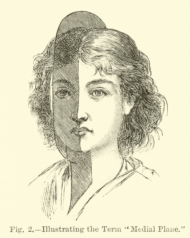 Medial Plane Teriminin Gösterilmesi by English School