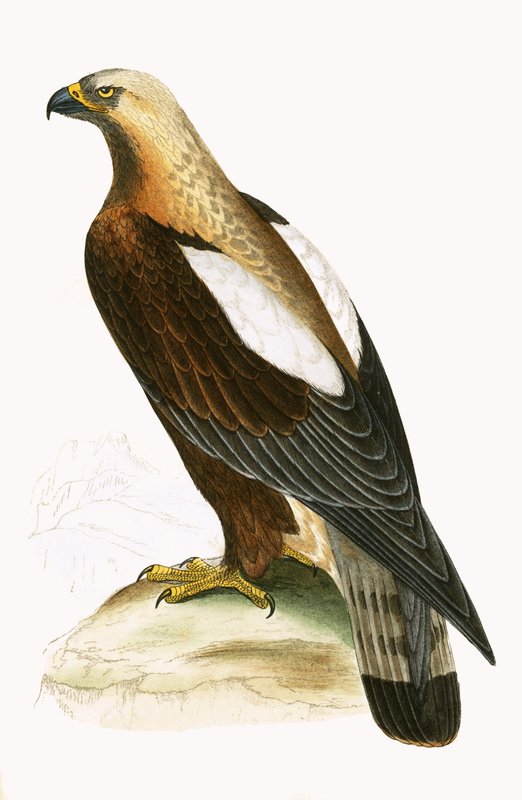 Imperial Eagle, illustration from 