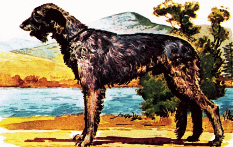 irlanda kurt köpeği by English School