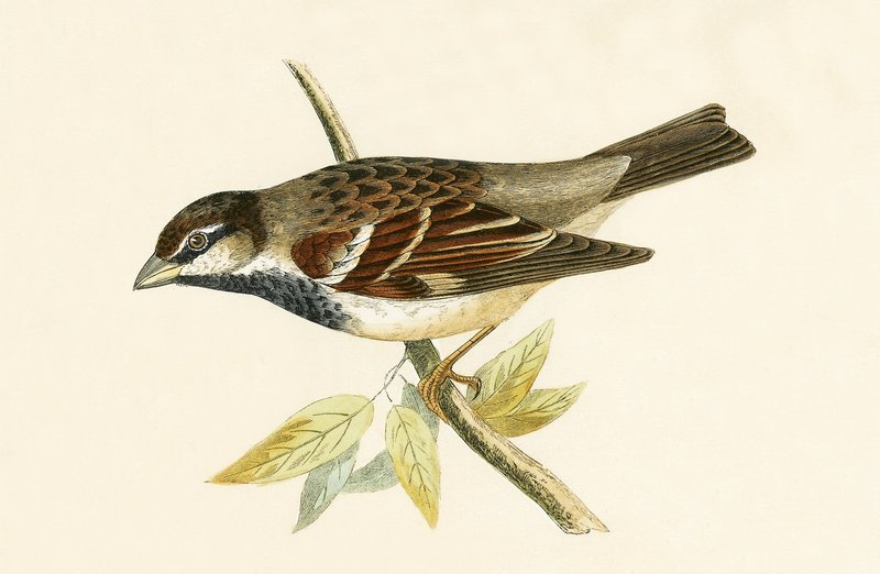 Italian House Sparrow, illustration from 