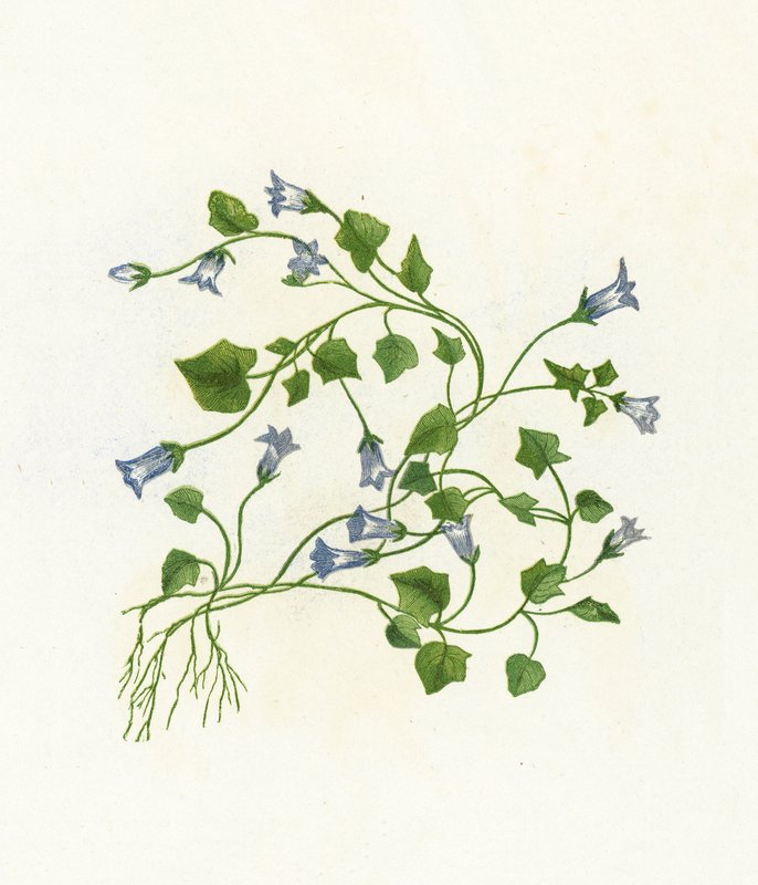 Sarmaşık Yapraklı Çan Çiçeği, Campanula Hederacea by English School