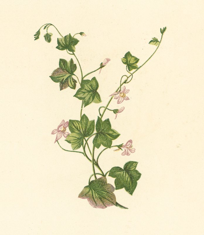 Sarmaşık Yapraklı Kurbağa Keteni, Linaria Cymbalaria (renkli lito) by English School