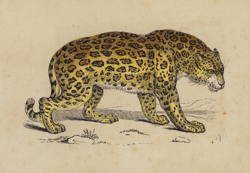 Jaguar (renkli taş) by English School