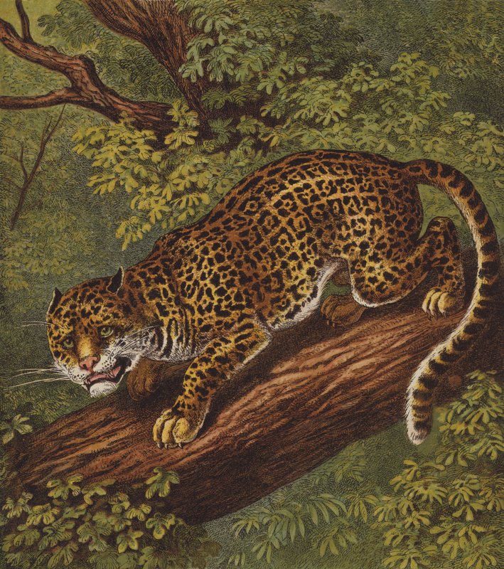 Jaguar (renkli taş) by English School