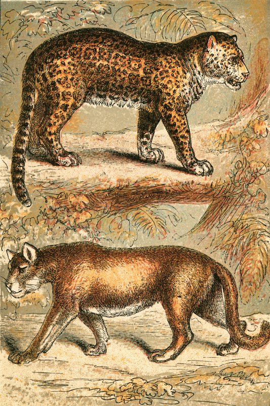 jaguar ve puma by English School