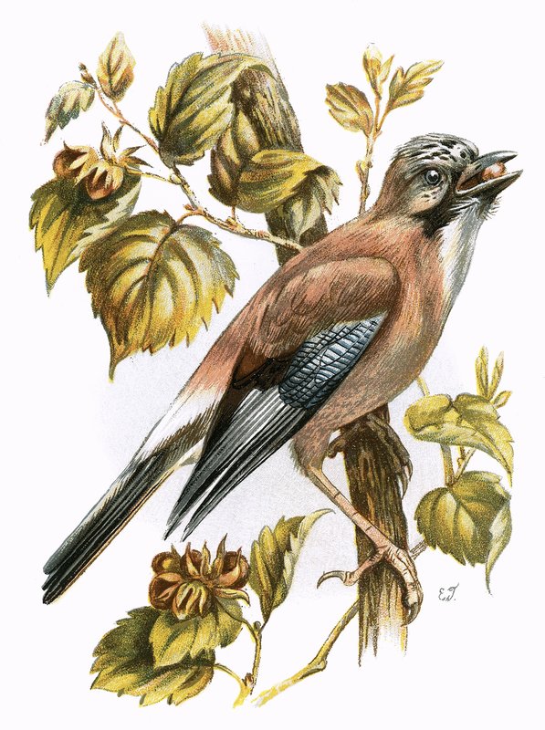 Jay by English School