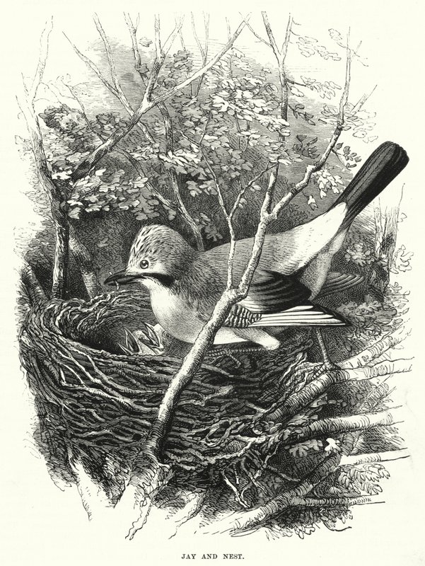 Jay ve Nest (gravür) by English School