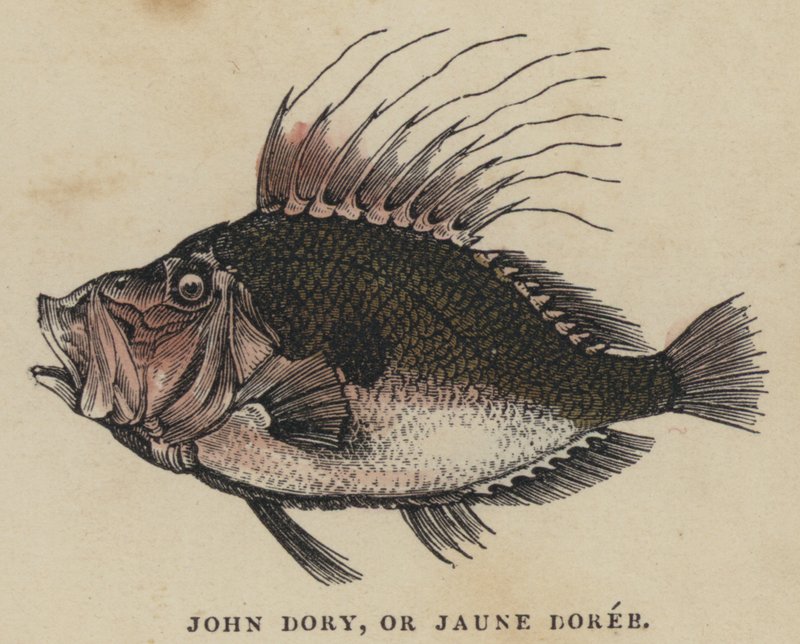 John Dory veya Jaune Doree (renkli gravür) by English School
