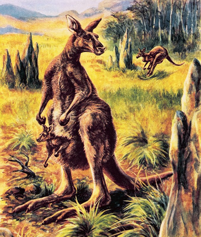 kanguru by English School