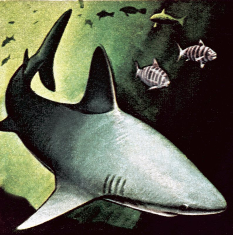Killer shark by English School