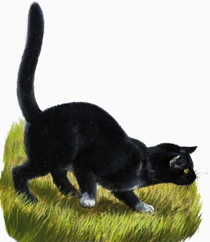 Kedi yavrusu by English School