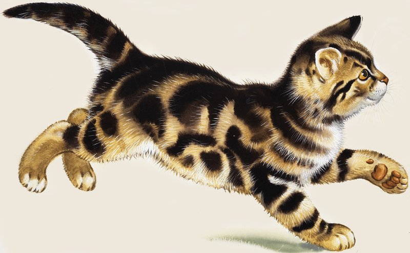 Kedi yavrusu by English School