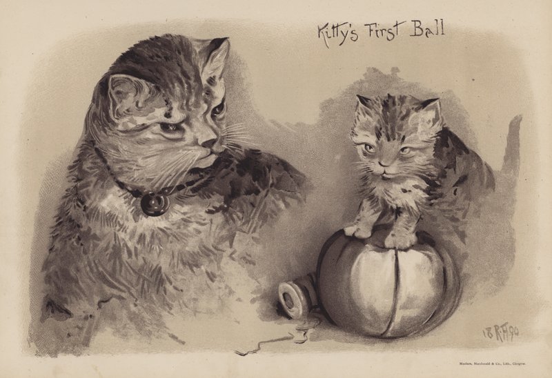 Kitty