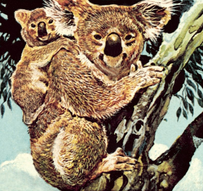 Koala ayısı by English School
