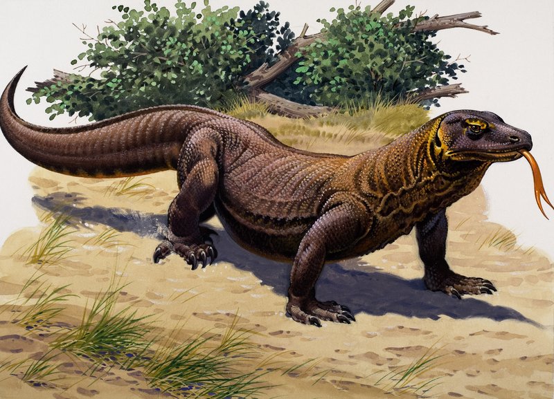Komodo Ejderhası (kağıt üzerine guaj) by English School