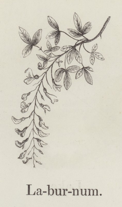Laburnum (gravür) by English School