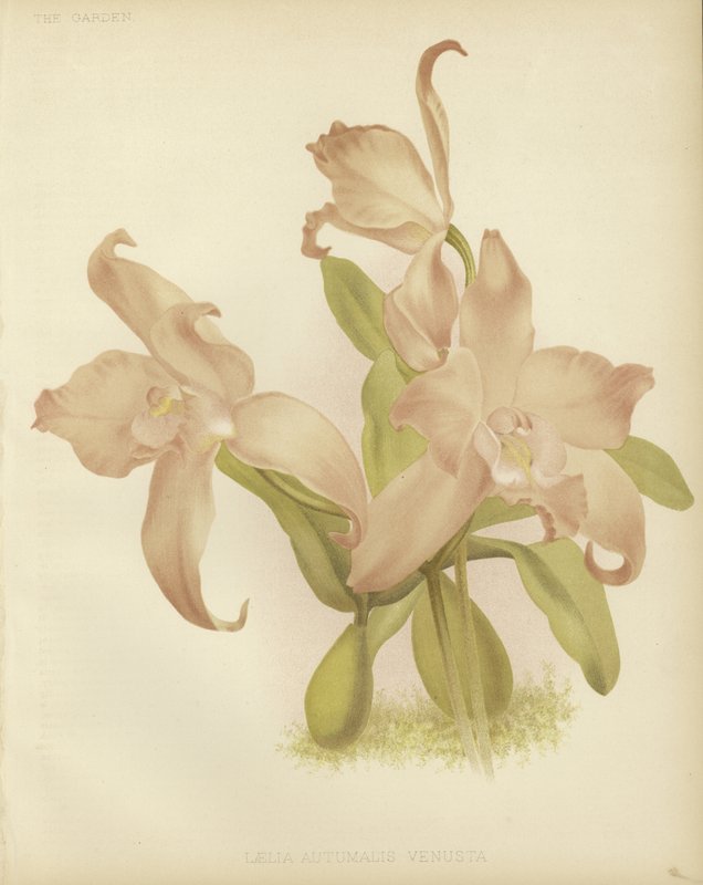 Laelia sonbahar by English School