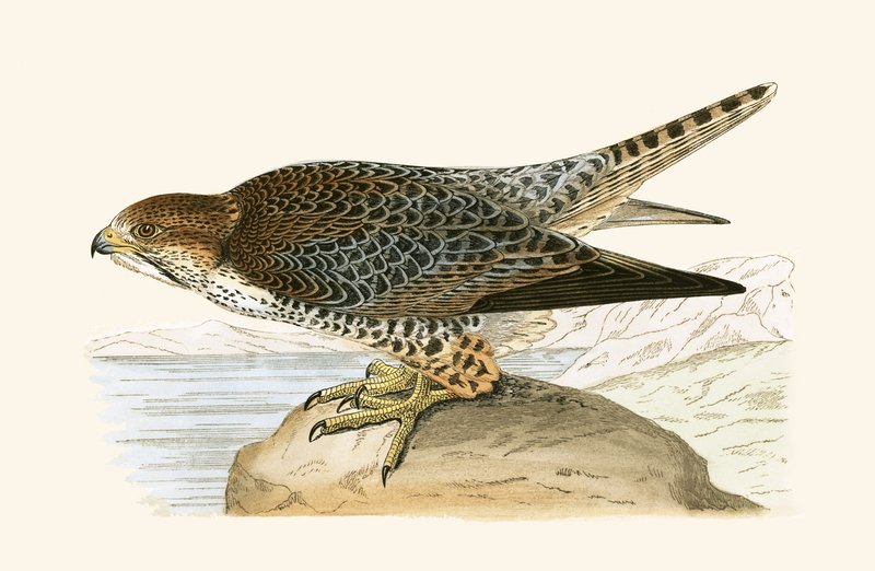 Lanner Falcon, Charles Robert Bree (1811-86) tarafından 