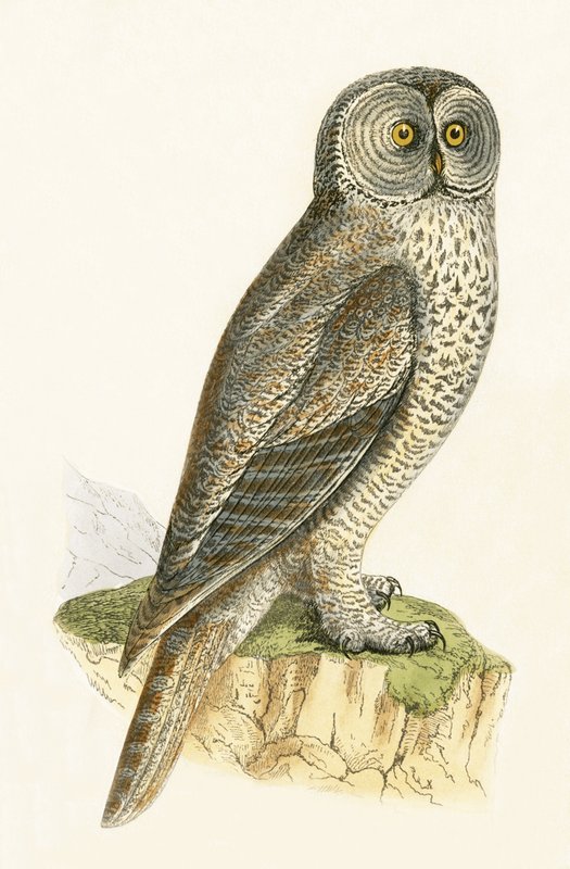 Kucak Baykuşu, Charles Robert Bree (1811-86) tarafından 