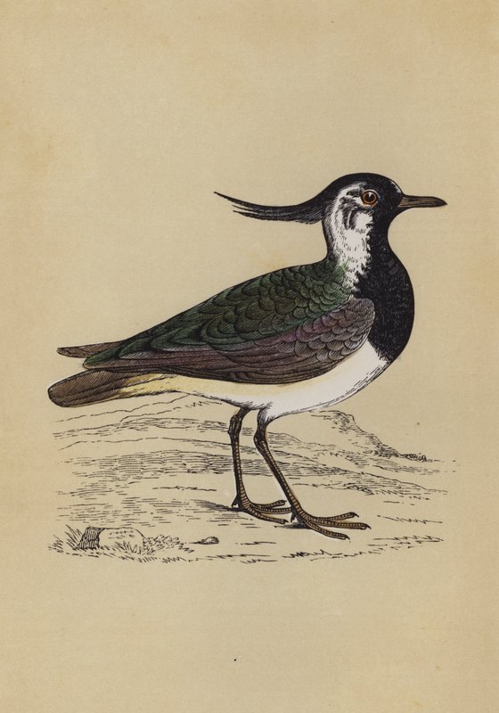Lepwing (renk üyeleri) by English School