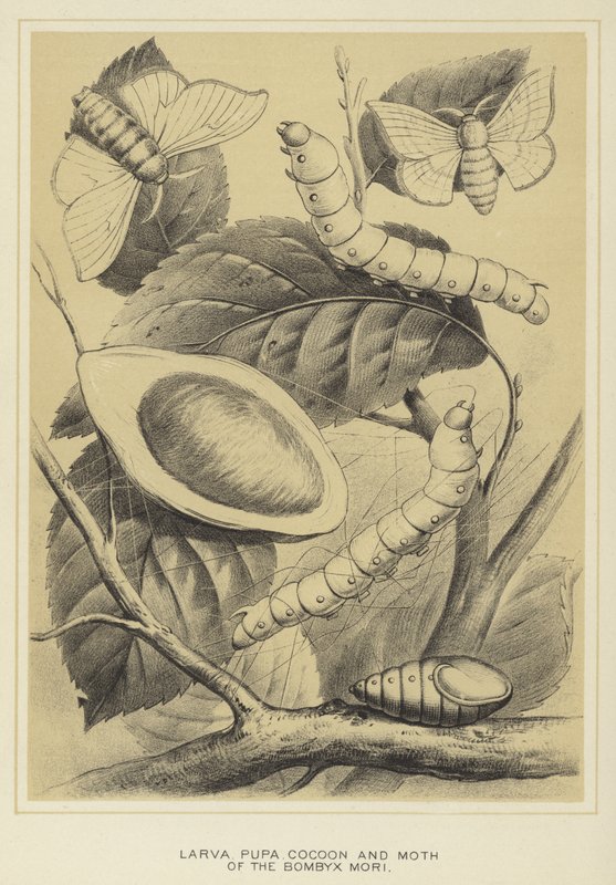 Bombyx mori