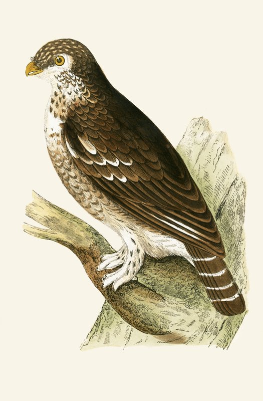 En Küçük Avrupa Serçe Baykuşu, Charles Robert Bree (1811-86) tarafından 