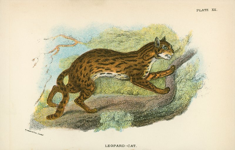 leopar-kedi by English School