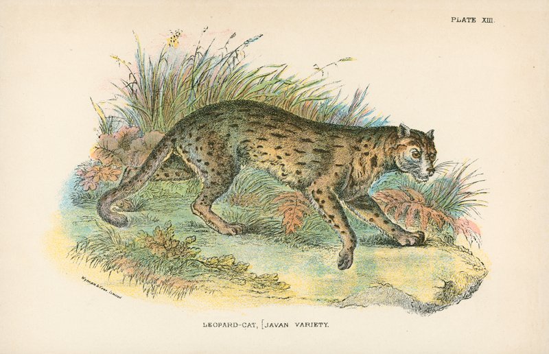 Leopar-Kedi, [Javan Variety] by English School