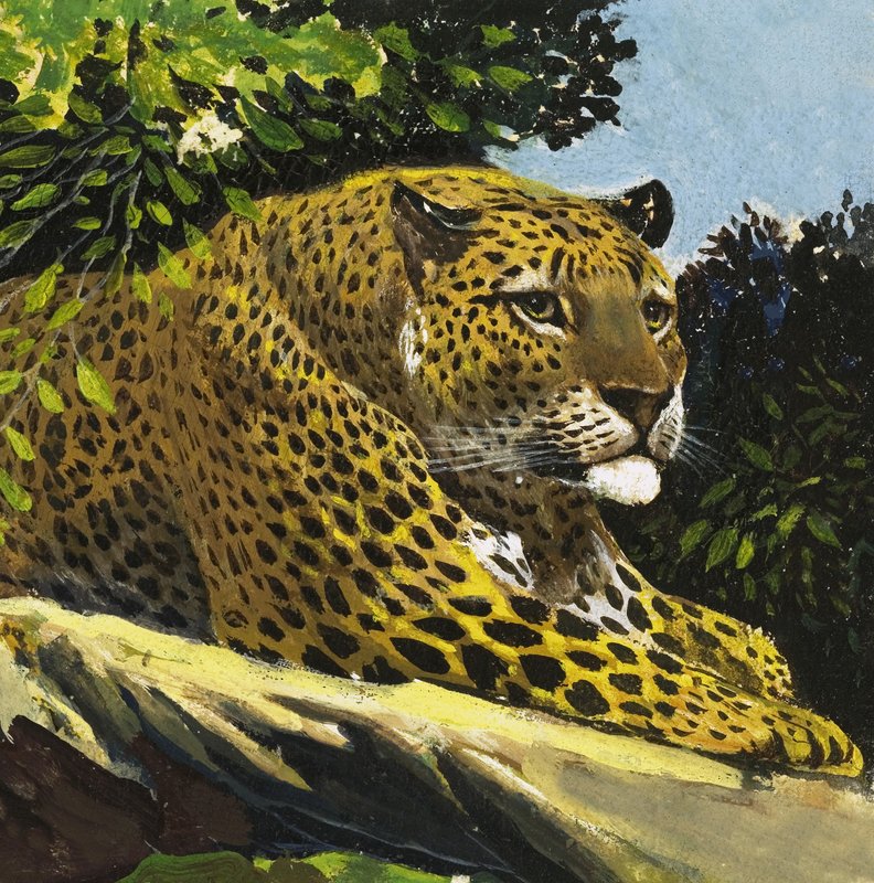 Leopar by English School