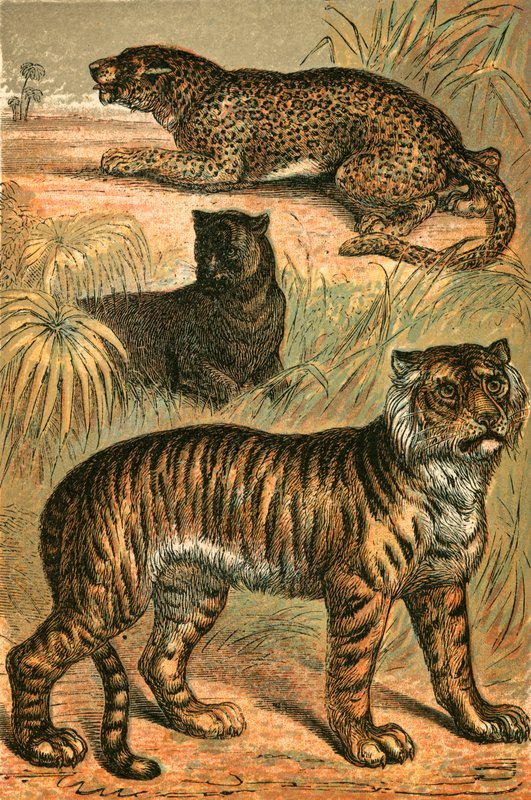 Leopard, Black Panther and Tiger by English School
