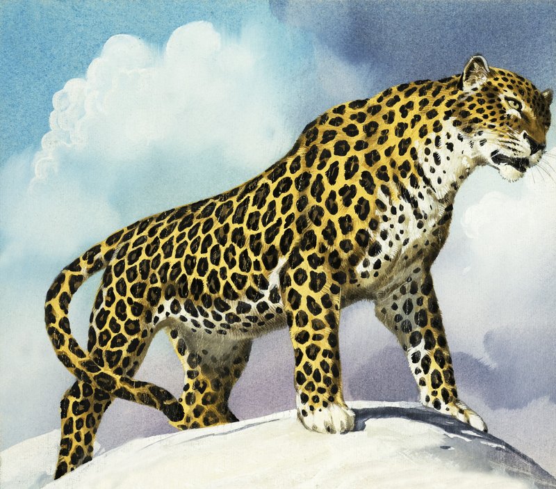 karda leopar by English School