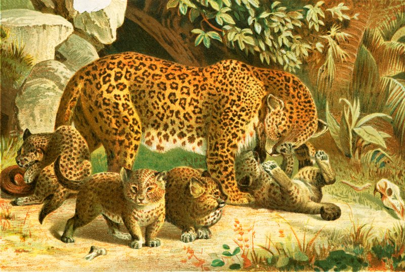 leoparlar by English School