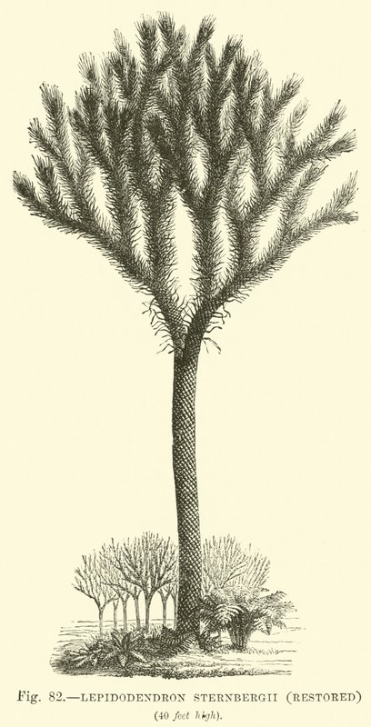 Lepidodendron Sternbergh, restore edildi by English School