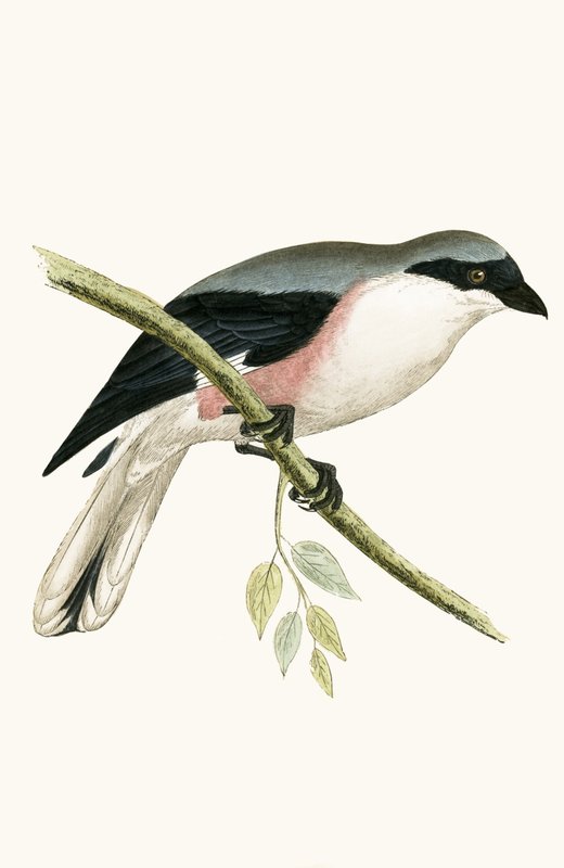 Küçük Gri Örümcek Kuşu, Charles Robert Bree (1811-86) tarafından 