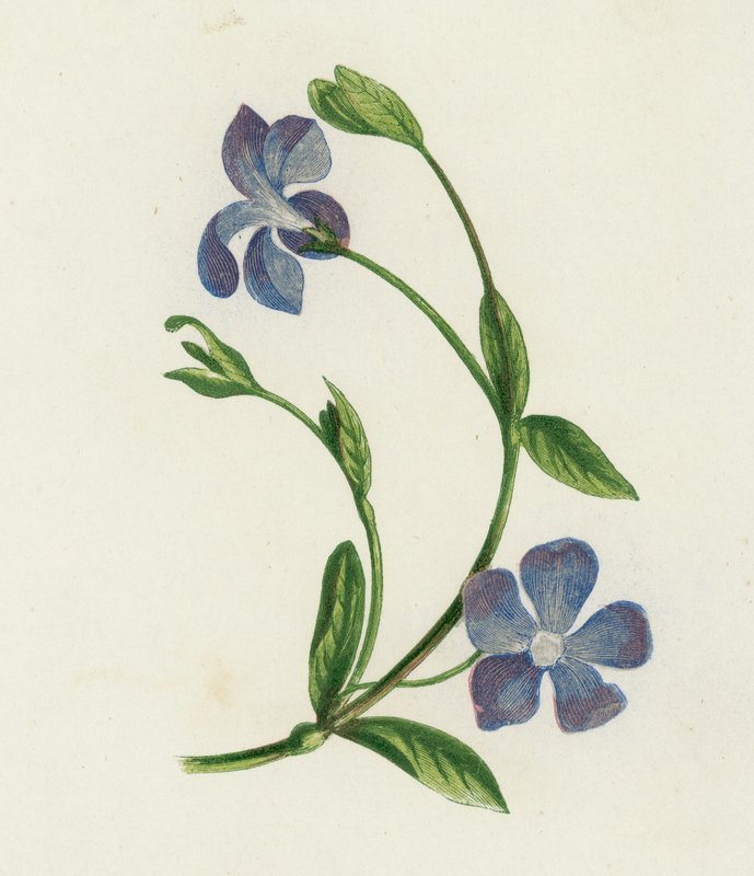 Küçük Deniz Salyangozu, Vinca Minor (renkli lito) by English School