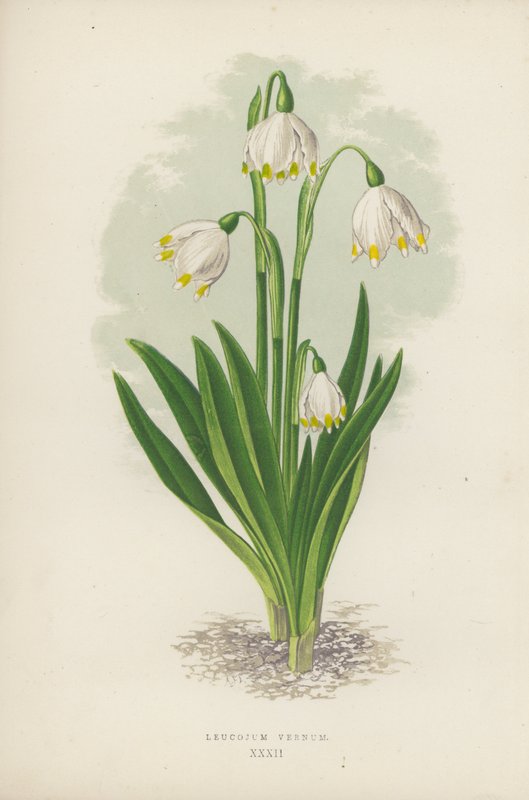 Leucojum Vernum (renkli taş) by English School