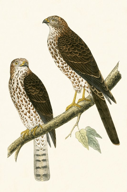 Levant Sparrow Hawk, Charles Robert Bree (1811-86) tarafından 