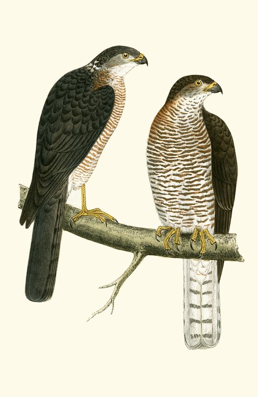 Levant Sparrow Hawk, Charles Robert Bree (1811-86) tarafından 