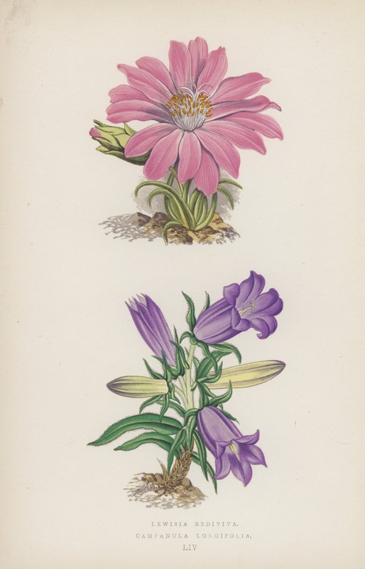 Lewisia Rediviva; Campanula Longifolia (renkli taş) by English School