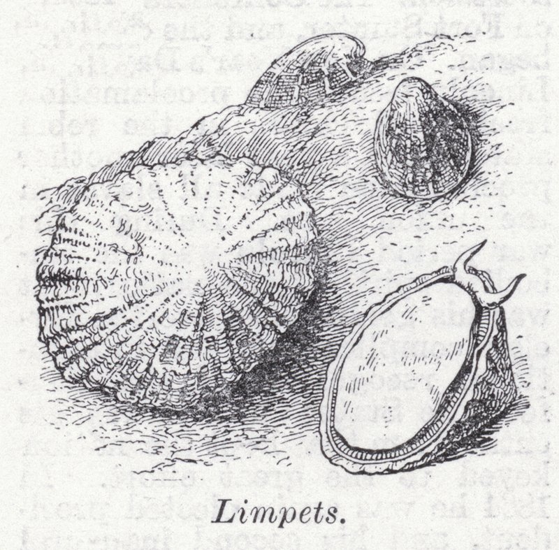 Limpet (lito) by English School