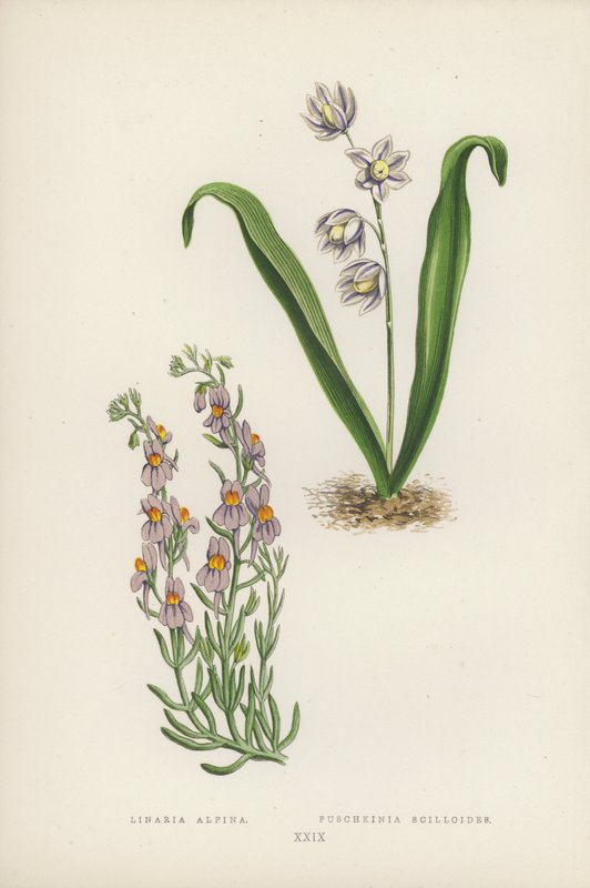 Linaria Alpina; Puschkinia Scilloides (renkli taş) by English School