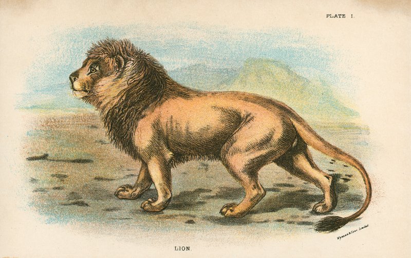 Aslan by English School