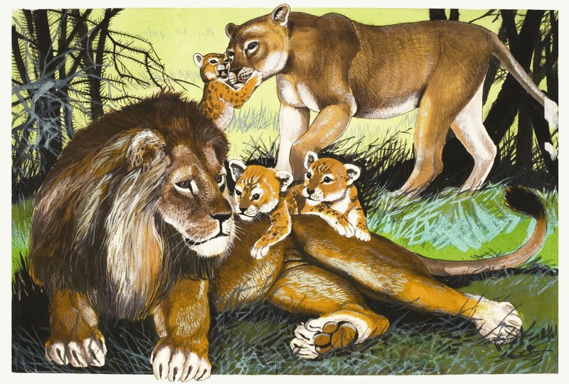 Aslan, dişi aslan ve yavruları by English School