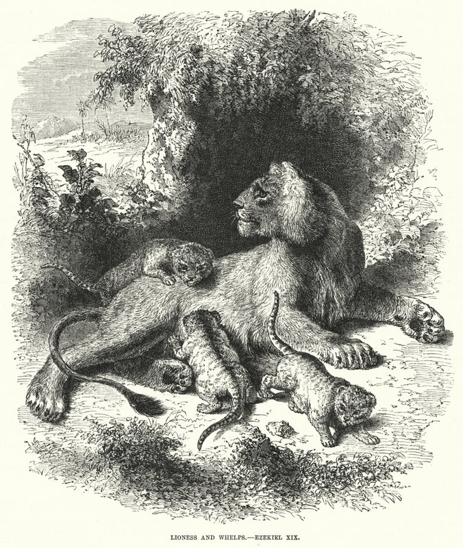 Lioness ve Whelps, Ezekiel XIX (gravür) by English School