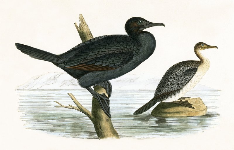 Little Cormorant, illustration from 