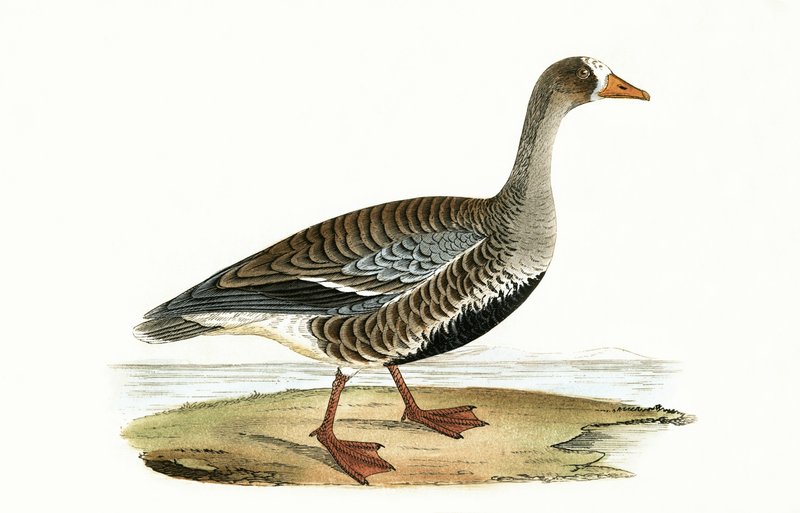 Küçük Beyaz Önlü Kaz, Charles Robert Bree (1811-86) tarafından 