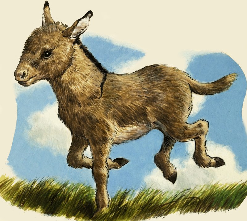 Little donkey by English School