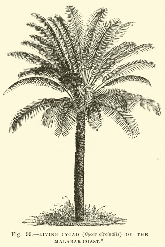 Malabar Sahilinde Yaşayan Cycad (Cycas circinalis) by English School